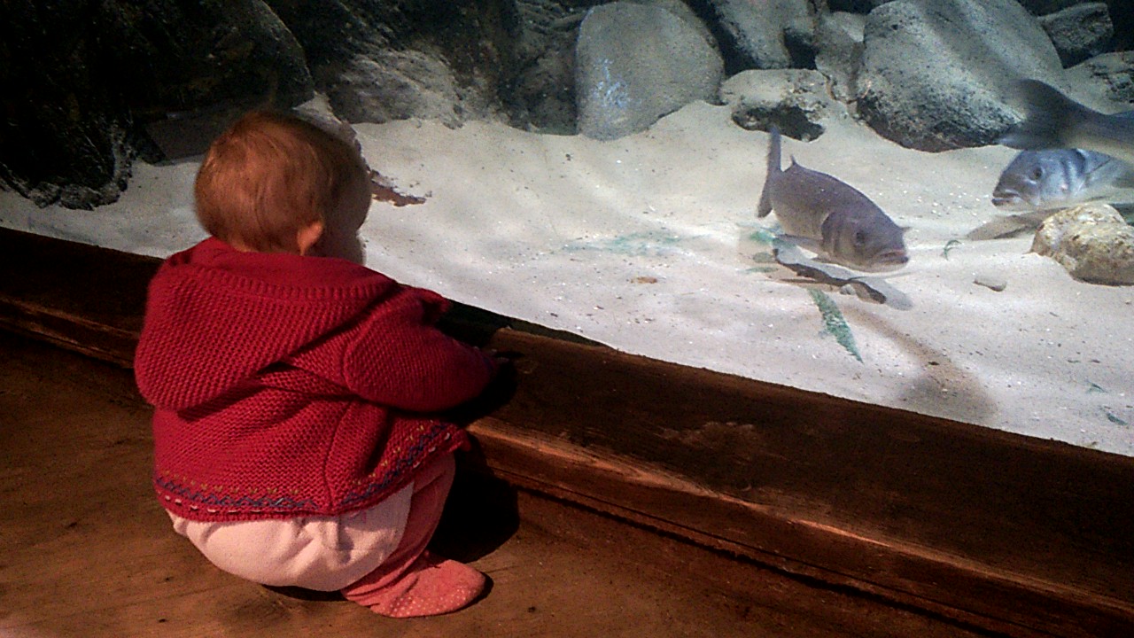 Blue Reef Aquarium, Newquay